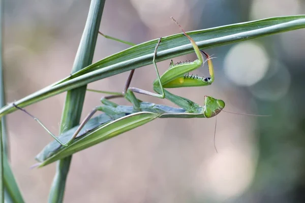 Insectos Mantis Insectos Presa —  Fotos de Stock