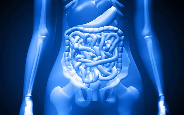Digital Illustration Human Digestive System — Stock Photo, Image