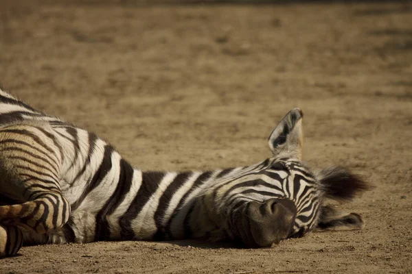 Liegendes Chapman Zebra Equus Quagga Chapmani — Stockfoto