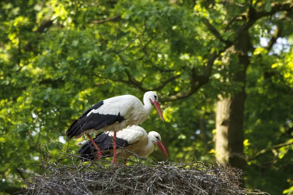 Storks Nest Ciconia Ciconia — Stock Photo, Image