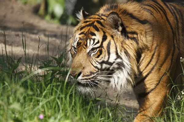 Stiekeme Sumatran Tijger Panthera Tigris Sumatrae — Stockfoto