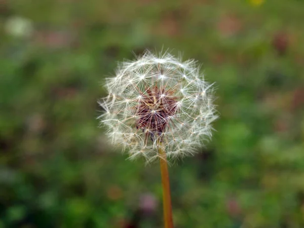 Квітка Кульбаби Над Розмитим Зеленим Тлом — стокове фото