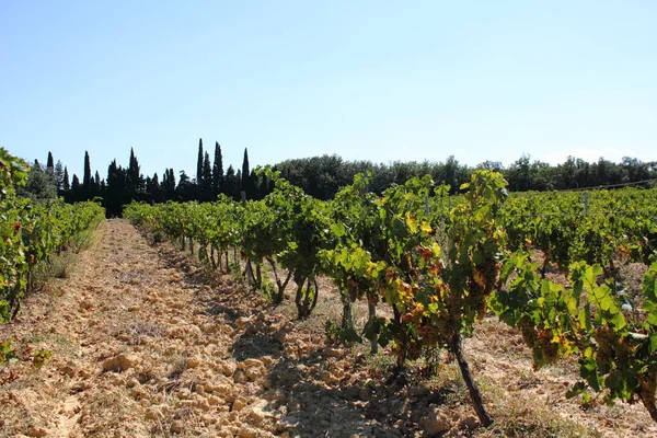 Weinbau Südfrankreich — Stockfoto