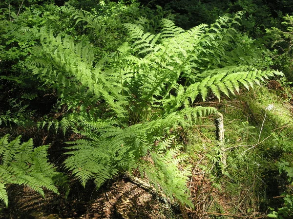 Vacker Natur Skogen — Stockfoto