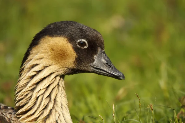 Havajská Husa Branta Sandvicensis — Stock fotografie