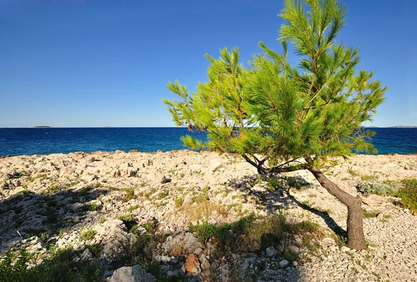 San Lorenzo Lovrecica Istria Croatia Bay Adriatic Sea Sea Coast — Stock Photo, Image