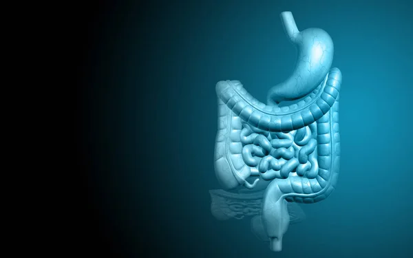 Digital Illustration Human Digestive System Colour Background — 스톡 사진