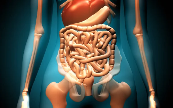 Ilustração Digital Sistema Digestivo Humano Fundo Colorido — Fotografia de Stock