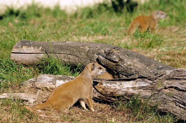 Amarelo Mongoose Cynictis Penicillata Vista Perfil Perto Tronco Madeira Chão — Fotografia de Stock