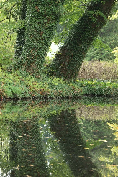 Отражение Воды Осенью Озере — стоковое фото
