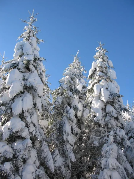 Fantastiskt Snöiga Träd Sauwald — Stockfoto