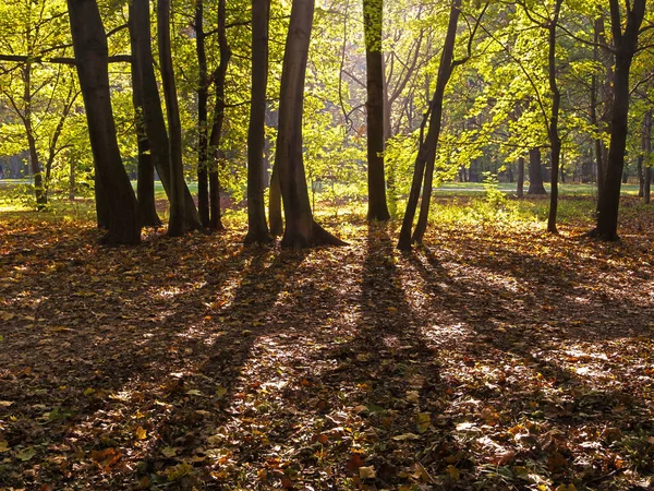 Bosque Otoño Con Hojas Suelo —  Fotos de Stock