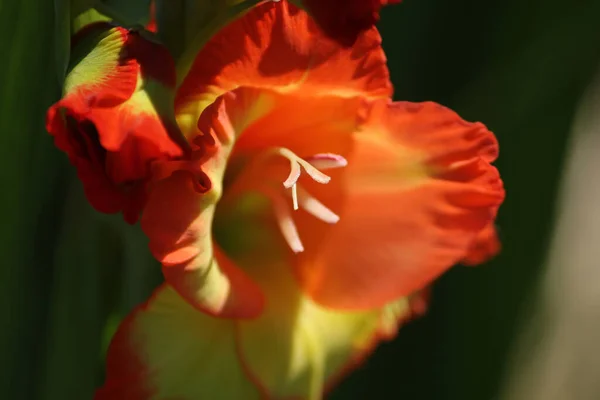 Gladiolen Blütenblätter Blühen — Stockfoto