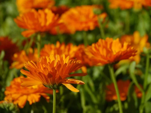 Beautiful Botanical Shot Natural Wallpaper — Stock Photo, Image