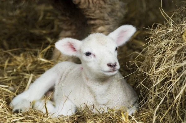 Newborn Spring Lamb laying in hay.
