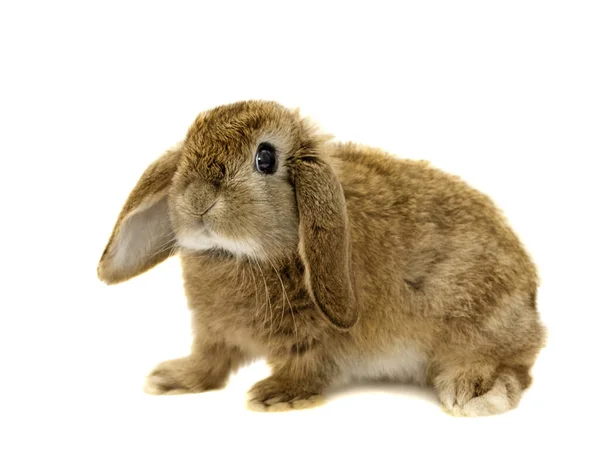 Lop Conejo Orejas Sobre Fondo Blanco Aislado —  Fotos de Stock