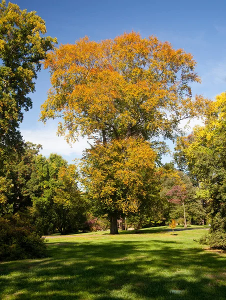 Большое Дерево Осенью Ухоженном Газоне Окружающими Кустами — стоковое фото