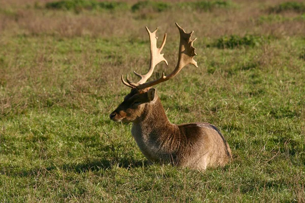 Natuur Wild Dier Damherten Dieren Wilde Dieren — Stockfoto