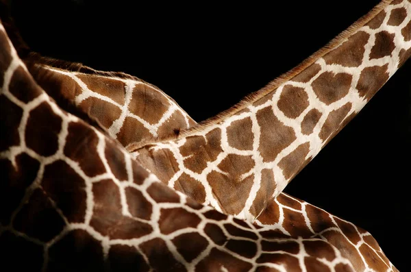 Alta Giraffa Bruna Animale Flora Fauna Natura — Foto Stock