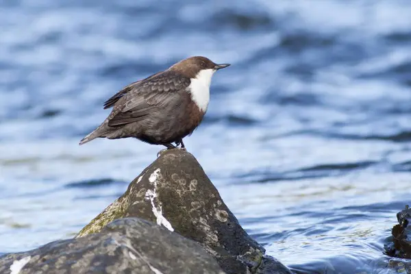 Vue Rapprochée Mignon Oiseau Plongeur — Photo