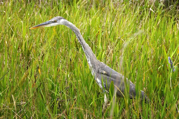 Aironi Caccia Nelle Everglades — Foto Stock