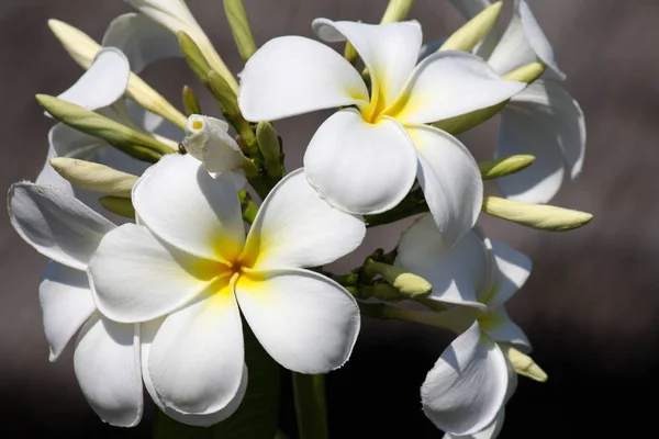 Flor Frangipane Zanzibar Dia Ensolarado — Fotografia de Stock