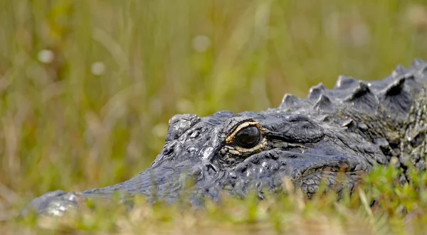 Crocodilos Jacaré Vida Selvagem Predador Réptil Perigoso — Fotografia de Stock