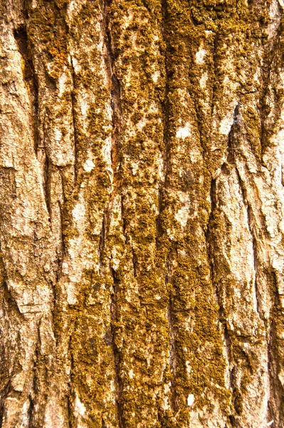 Modèle Écorce Arbre Nord Israël — Photo