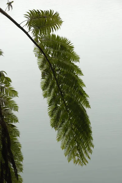 Helecho Árbol Niebla Lago Luna Sol —  Fotos de Stock