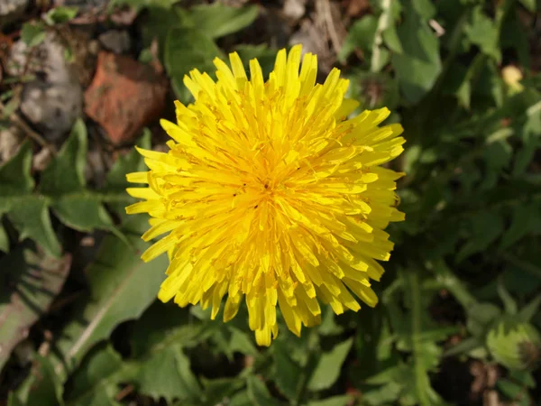 Λεπτομέρεια Του Μαργαρίτα Λουλούδι Bellis Perennis — Φωτογραφία Αρχείου