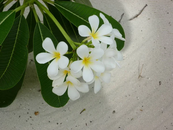 Flowers Very Common Maldives Particularly Liked Contrast White Petals Bright — Stock Photo, Image