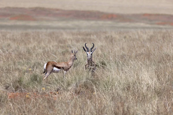 Hoofed Ζώο Στη Φύση Savannah Gazelle — Φωτογραφία Αρχείου