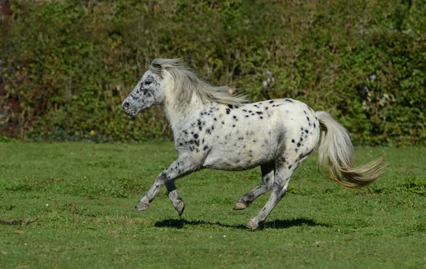cute horse at wild nature