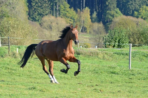 野生の自然でかわいい馬 — ストック写真