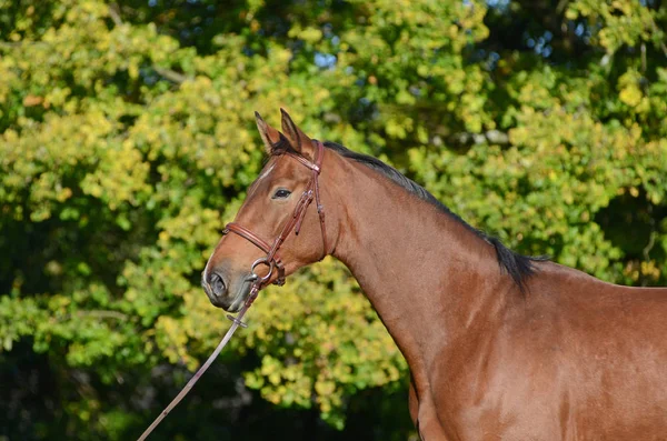 Schattig Paard Wilde Natuur — Stockfoto