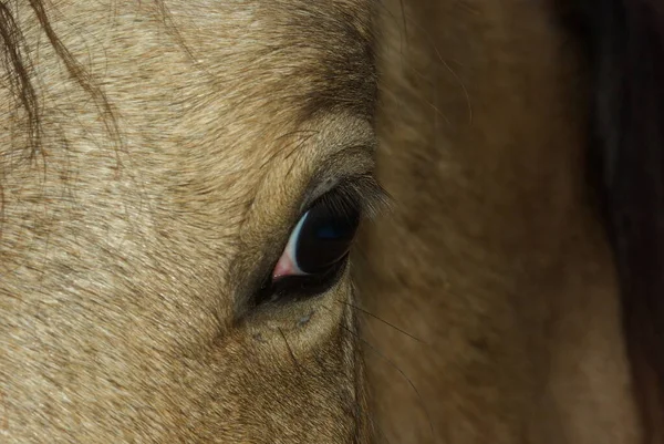 Animales Diferentes Enfoque Selectivo — Foto de Stock