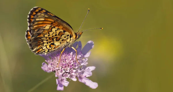 Uçarı Kelebek Kanatlı Böcek — Stok fotoğraf