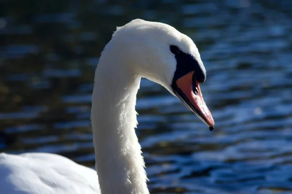 Vue Panoramique Cygne Majestueux Nature — Photo