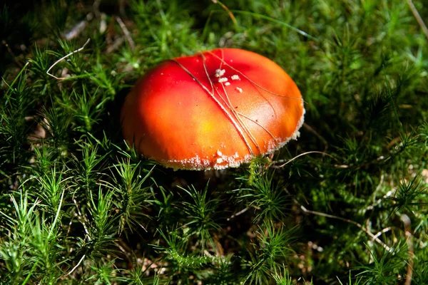 Culture Champignons Dans Forêt Fond Nature — Photo