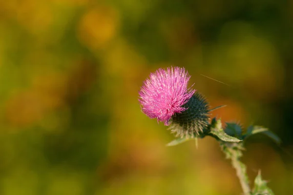 Bellissimi Fiori Sfondo Concetto Floreale — Foto Stock