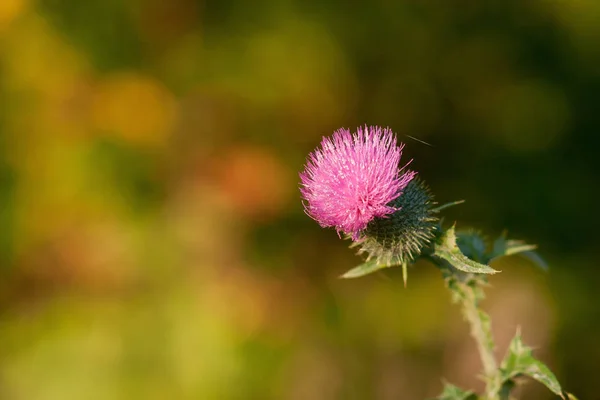Krásný Kvetoucí Květina Příroda Koncept Pozadí — Stock fotografie