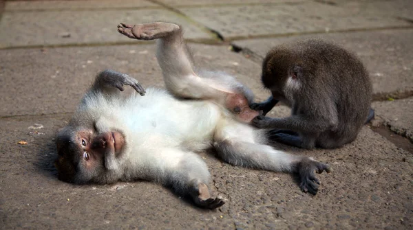 원숭이가 마사지받고 발리의 — 스톡 사진