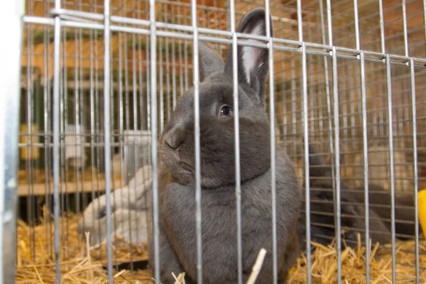 Lapin Lapin Cage — Photo