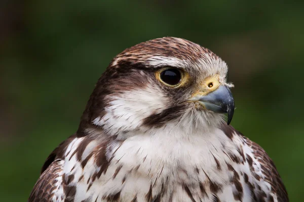 Vue Panoramique Bel Oiseau Nature — Photo