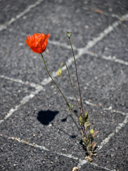 Flor Amapola Abierta Única Piso Piedra —  Fotos de Stock