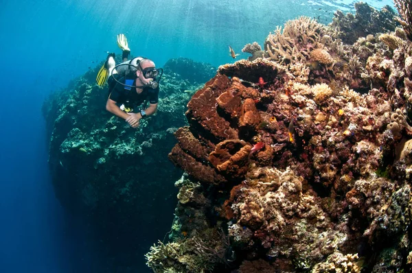 スラウェシ島のサンゴ礁のダイバーは — ストック写真
