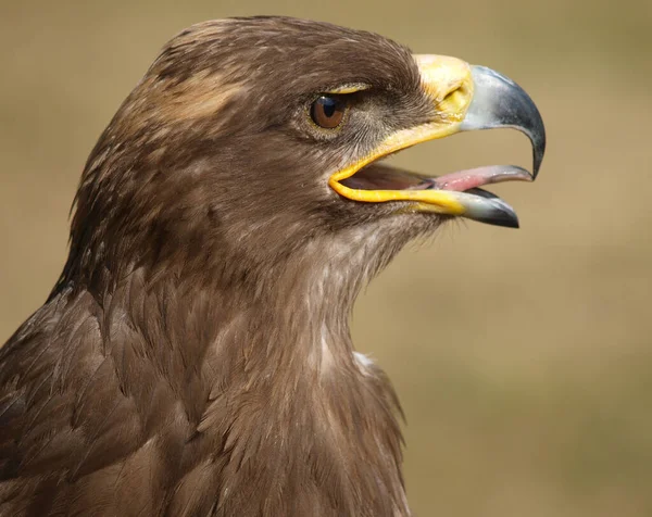 Vista Panorámica Del Majestuoso Águila Real Naturaleza Salvaje — Foto de Stock