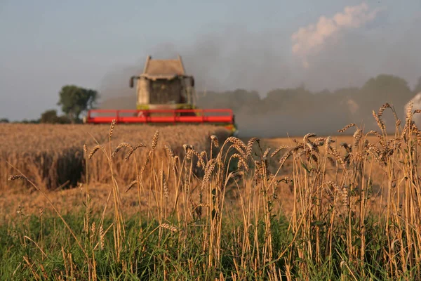 Combineer Oogstmachines Het Landbouwveld — Stockfoto