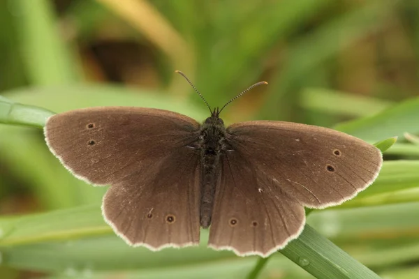 Borboleta Exótica Com Asas Inseto — Fotografia de Stock