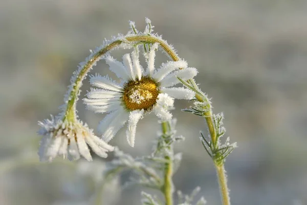 Kamille Ingediend Bloemen Zomer Flora — Stockfoto